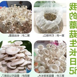 蘑菇种植包平菇种植菌包菌种盆栽食用菌菇种家庭种植菌菇包