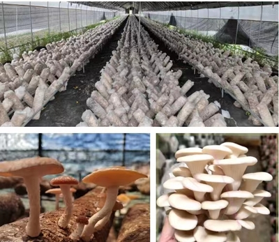 沙桥镇“六项举措”确保2023年食用菌种植3000亩目标实现