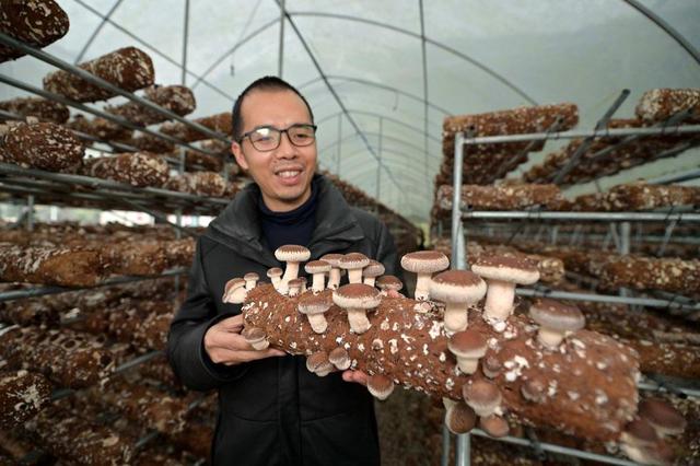 贵州从江:香菇种植助农增收