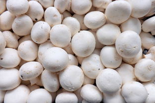 蘑菇,白,白蘑菇,食品