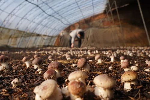 热点 影响菇农收入的因素及政策建议