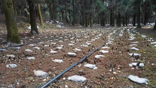 普定县后寨村 仿野生种植羊肚菌 撑起林下致富伞